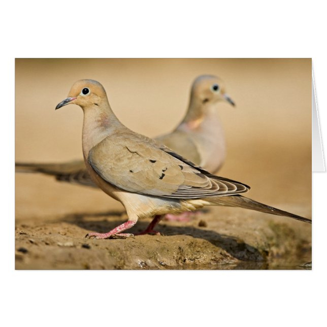 Mourning Dove (Front Horizontal)