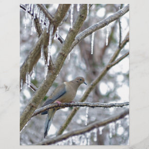 Mourning Dove