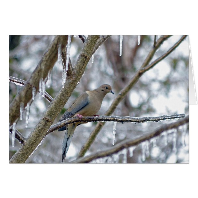Mourning Dove (Front Horizontal)