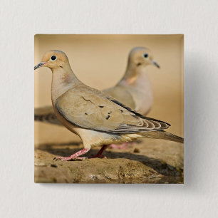 Mourning Dove 15 Cm Square Badge