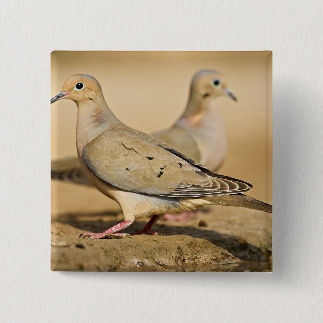 Mourning Dove 15 Cm Square Badge (Front)
