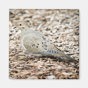 Mourning Dove 1 Magnet