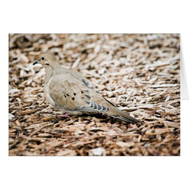 Mourning Dove 3 Card (Front Horizontal)