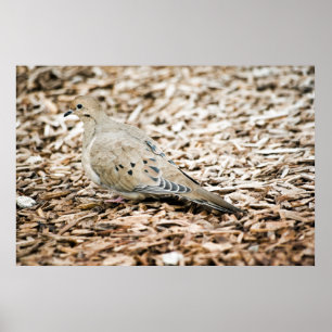 Mourning Dove 3 Print