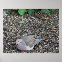 Mourning Dove and Chipmunk Poster