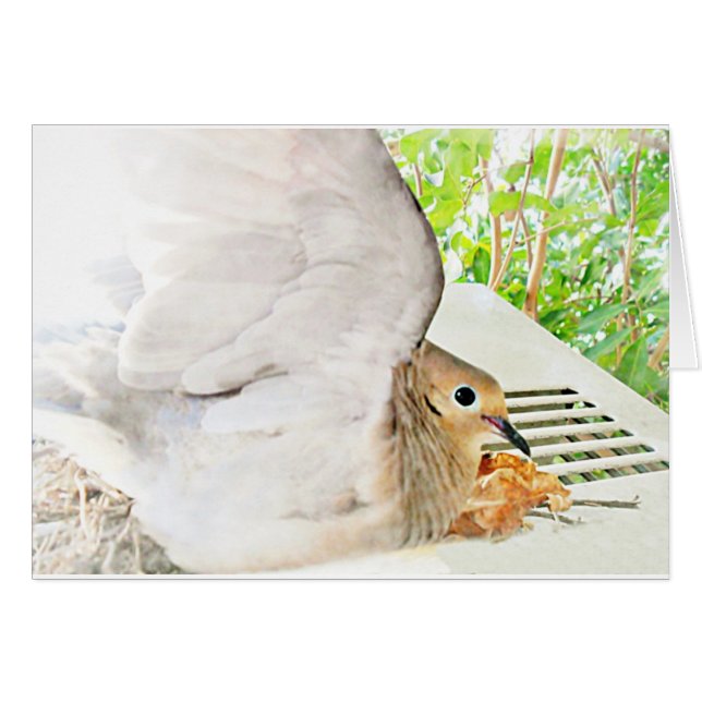Mourning Dove-Any Occasions_ (Front Horizontal)
