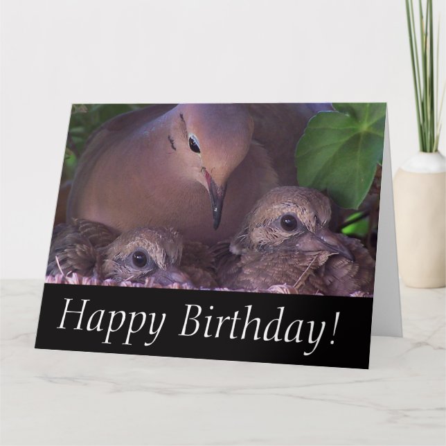 Mourning Dove Baby Birds Wildlife Animals Card (Front)