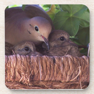Mourning Dove Baby Birds Wildlife Animals Coaster