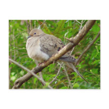 Mourning Dove Bird Postcard