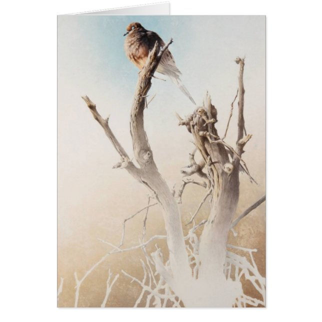 Mourning Dove Blank Card by Andrew Denman (Front)