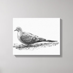 Mourning Dove Canvas Print