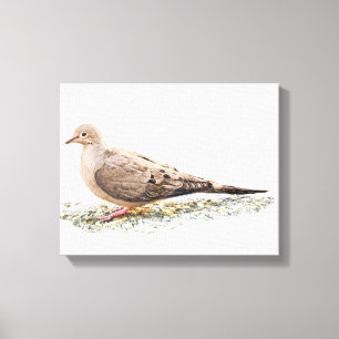 Mourning Dove Canvas Print