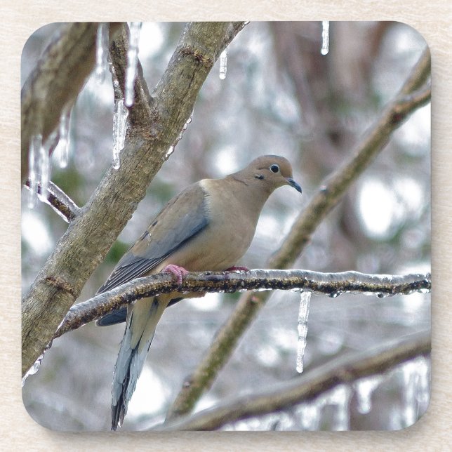 Mourning Dove Coaster (Front)