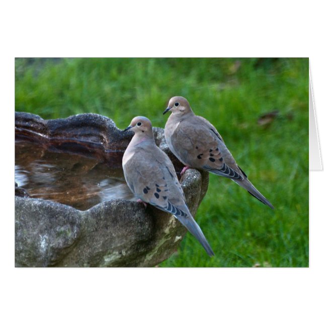 Mourning Dove - Frameable Art Card (Front Horizontal)