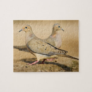 Mourning Dove Jigsaw Puzzle