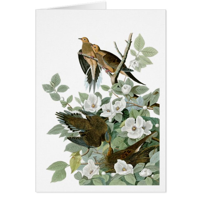 Mourning Dove, John James Audubon (Front)