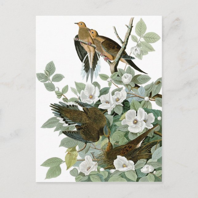 Mourning Dove, John James Audubon Fine Postcard (Front)