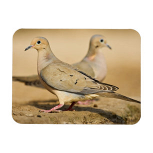 Mourning Dove Magnet