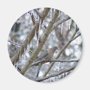 Mourning Dove Magnet