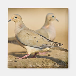 Mourning Dove Magnet