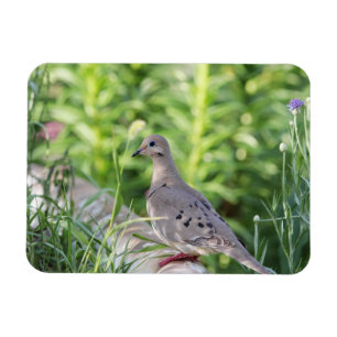 Mourning Dove Magnet