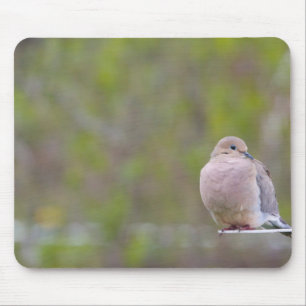 Mourning Dove Mouse Mat