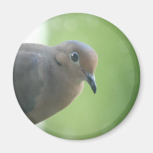 Mourning Dove Photo Magnet