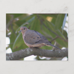 Mourning Dove Photo Postcard