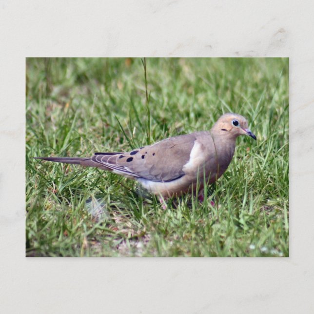 Mourning Dove Photo Postcard (Front)