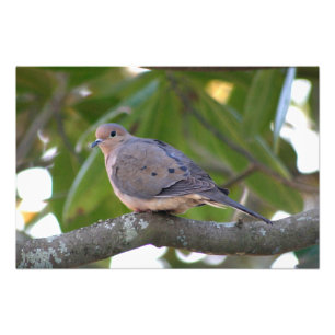 Mourning Dove Photo Print