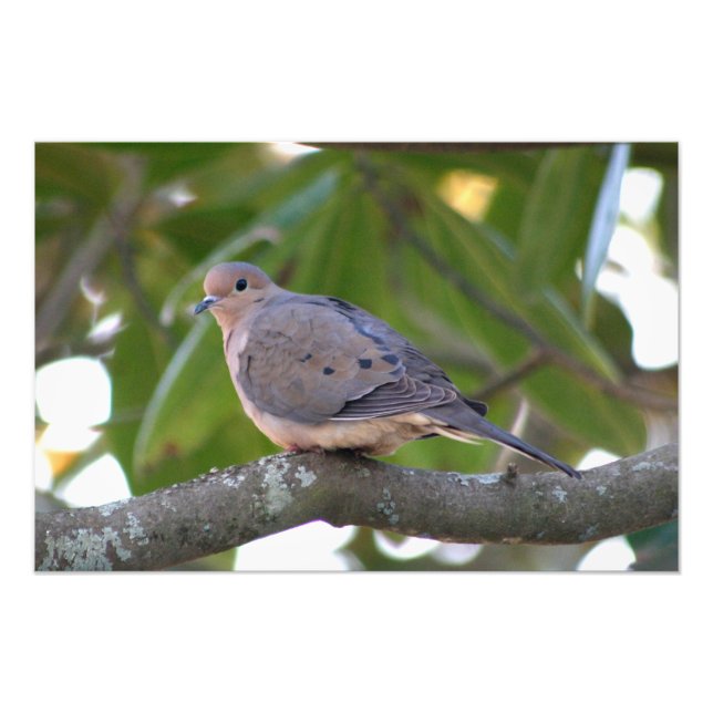 Mourning Dove Photo Print (Front)