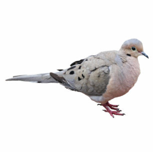 Mourning Dove Photo Sculpture Magnet
