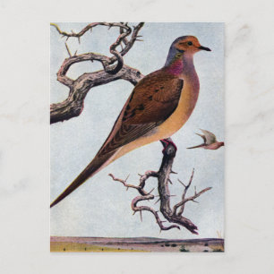 Mourning Dove Postcard