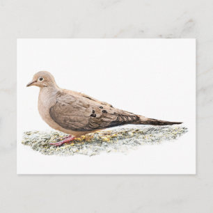 Mourning Dove Postcard