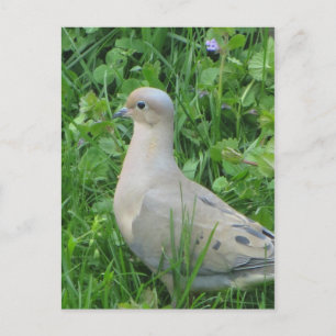 Mourning Dove Postcard