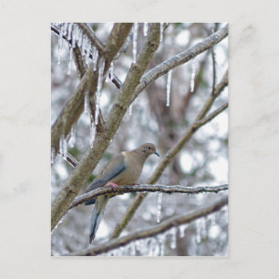 Mourning Dove Postcard