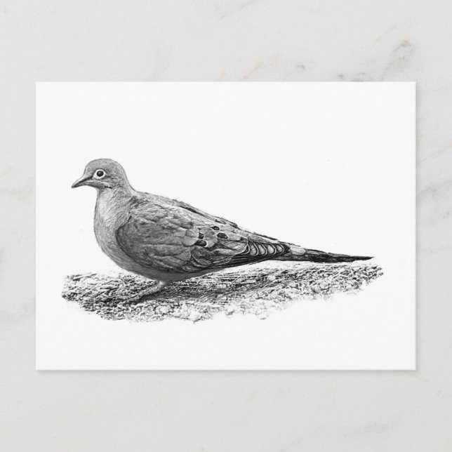 Mourning Dove Postcard (Front)