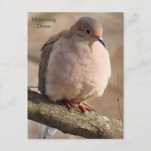 Mourning Dove Postcard