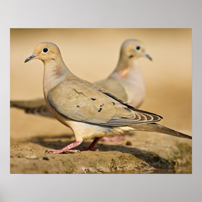 Mourning Dove Poster (Front)