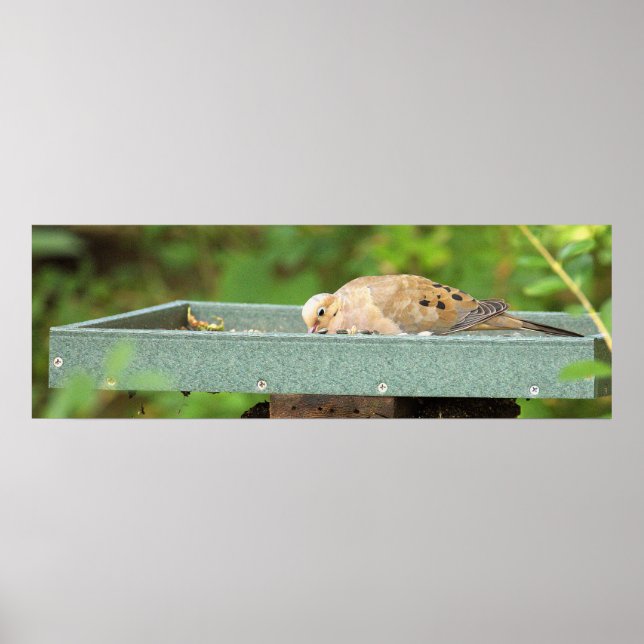 Mourning Dove Poster (Front)