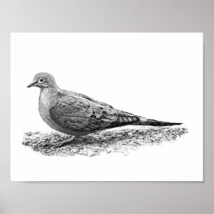 Mourning Dove Poster
