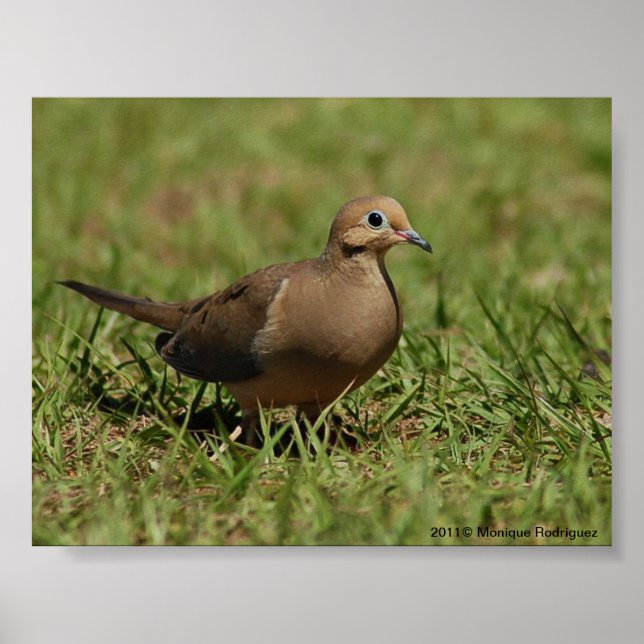 Mourning Dove Poster (Front)