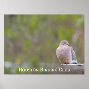 Mourning Dove Poster