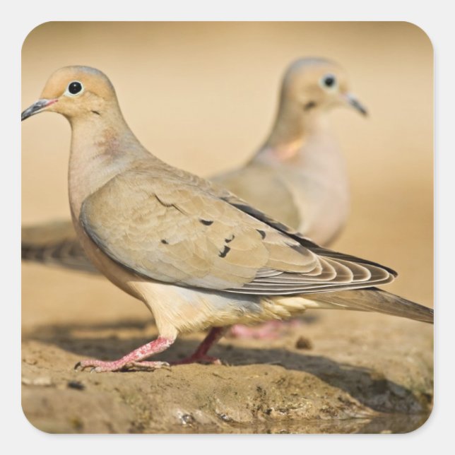 Mourning Dove Square Sticker (Front)