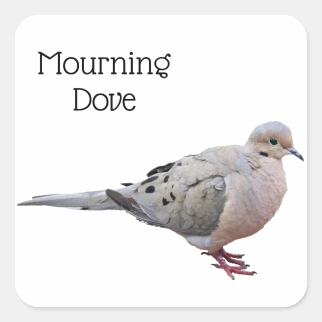 Mourning Dove Square Sticker (Front)