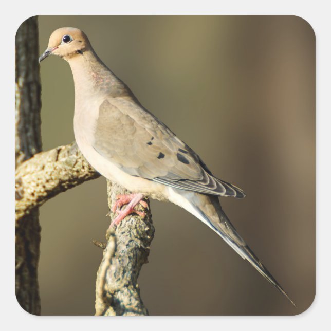 Mourning Dove Sticker (Front)