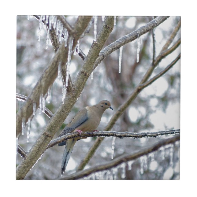Mourning Dove Tile (Front)