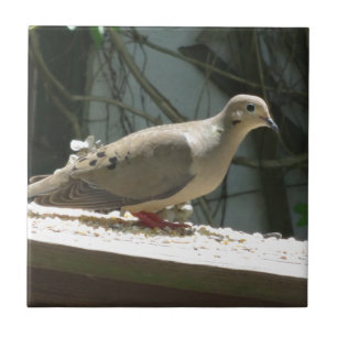 Mourning Dove Tile