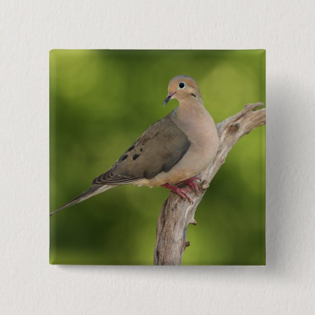 Mourning Dove, Zenaida macroura 15 Cm Square Badge (Front)