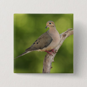 Mourning Dove, Zenaida macroura 15 Cm Square Badge
